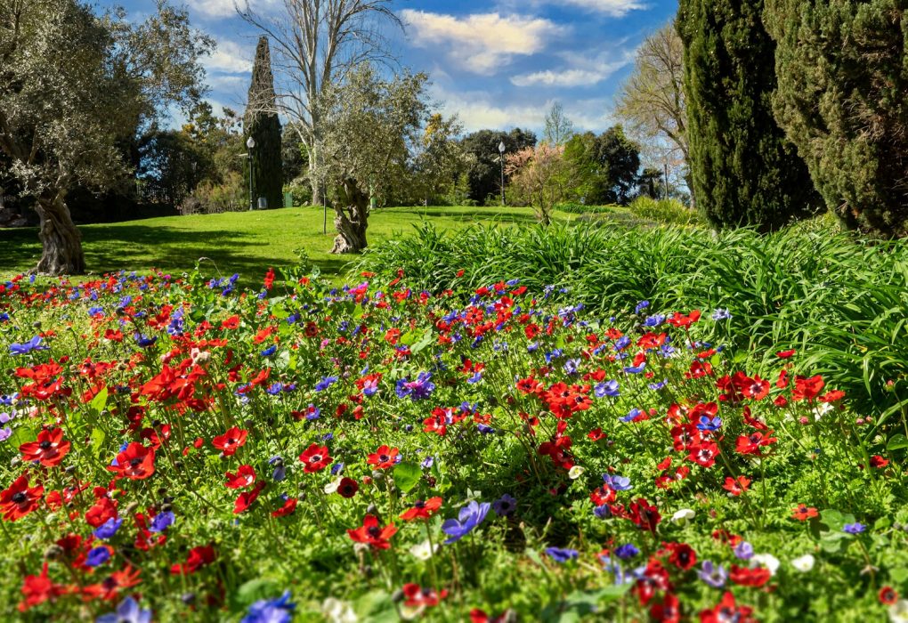 red and purple flower field near green grass field during daytime