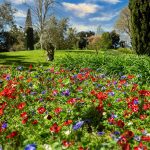 red and purple flower field near green grass field during daytime