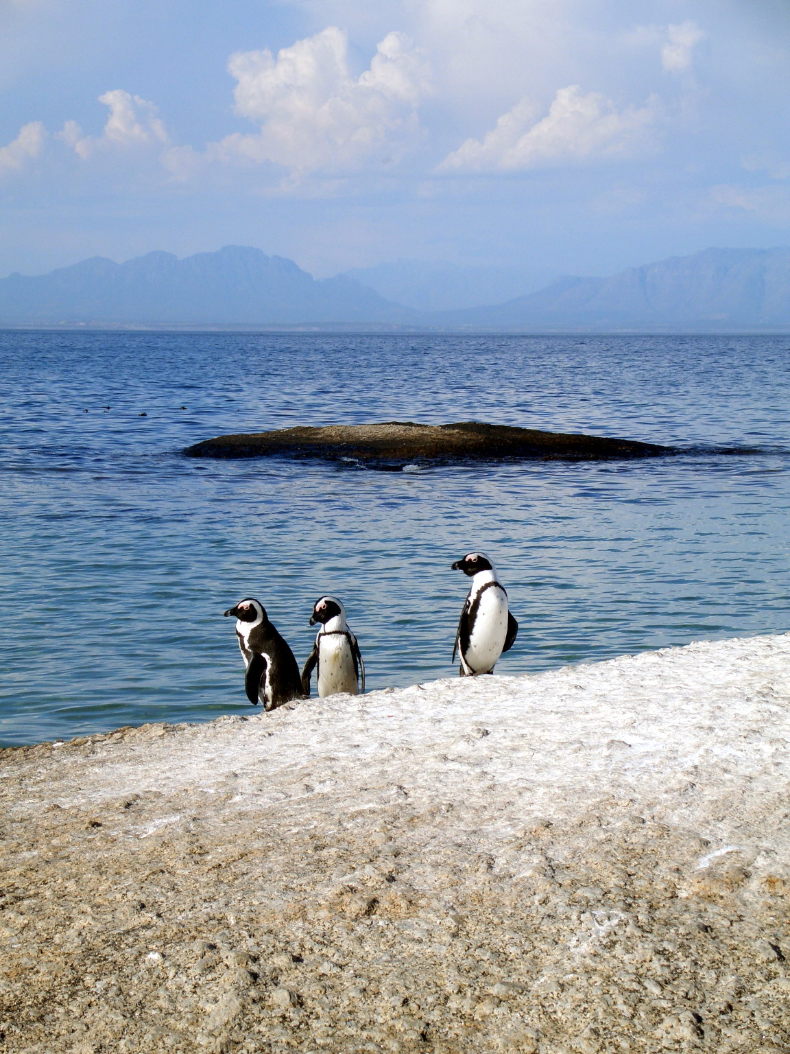 Colonia de pingüinos en una playa