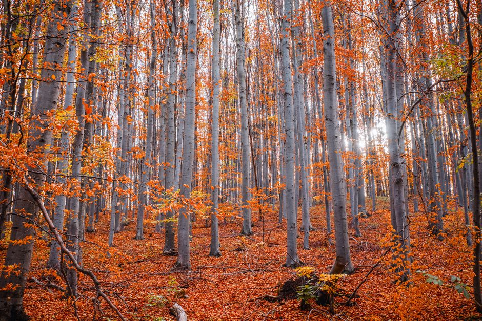 Hayedo con hojas doradas en otoño
