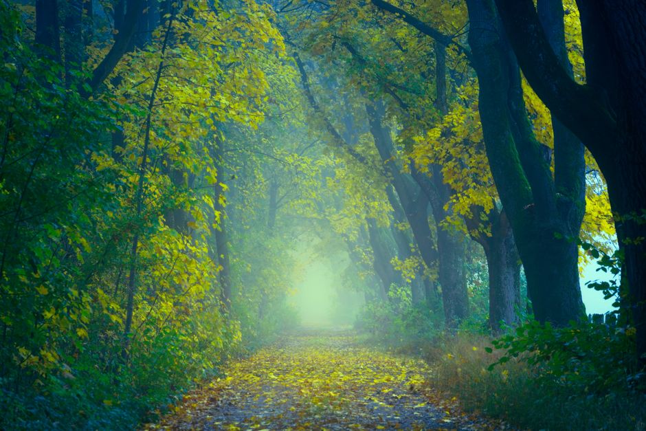 Sendero cubierto de hojas en un bosque en otoño