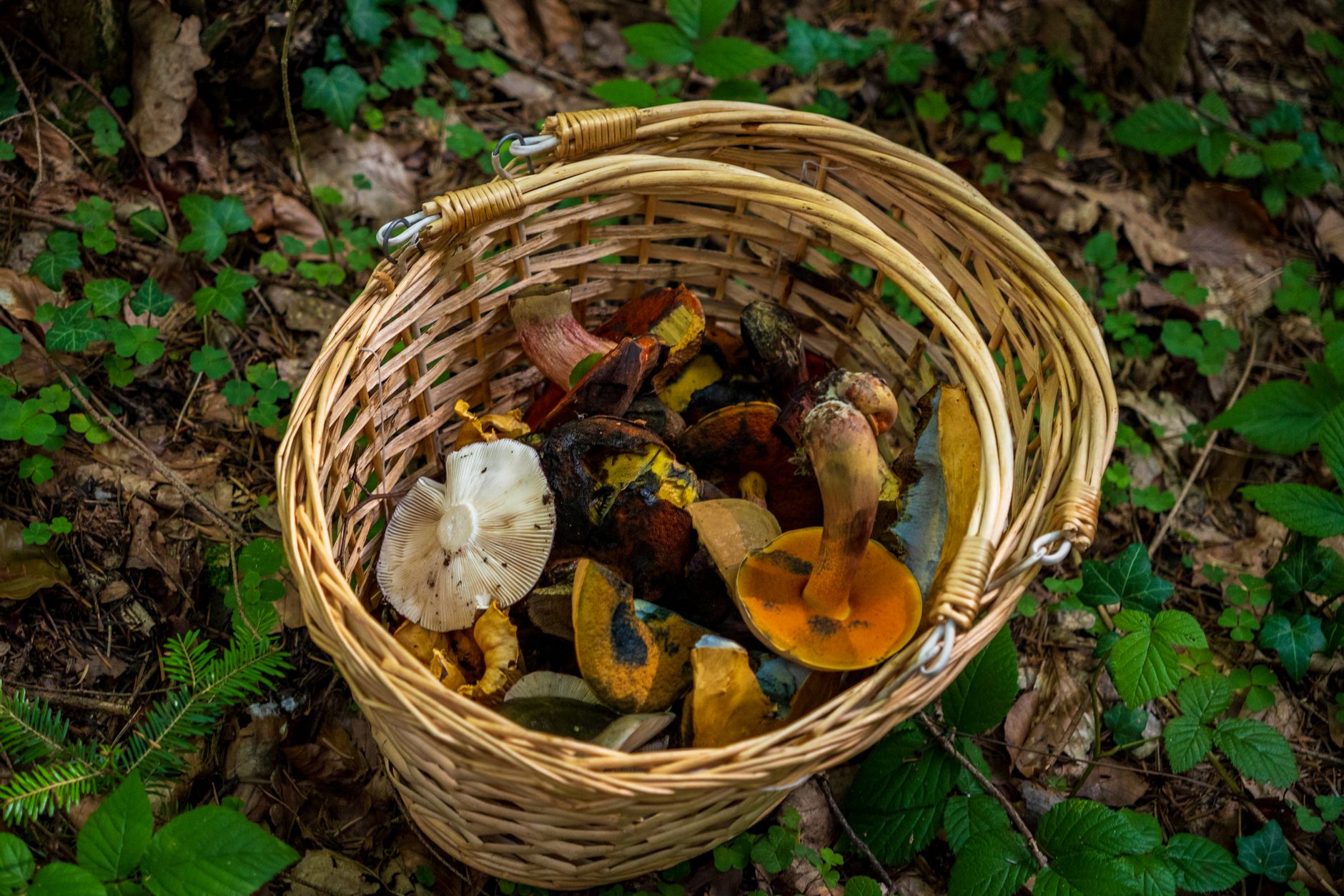 Cesta de mimbre con setas recién recogidas