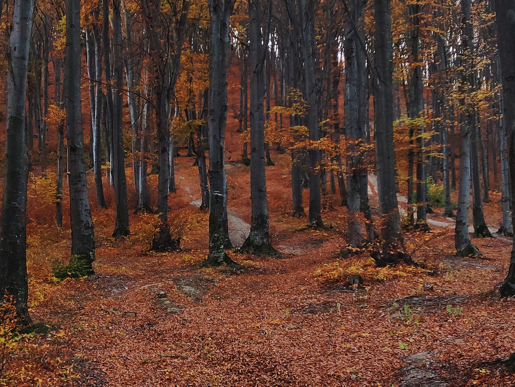 Sendero en un hayedo en otoño
