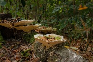 Setas silvestres en un bosque en otoño