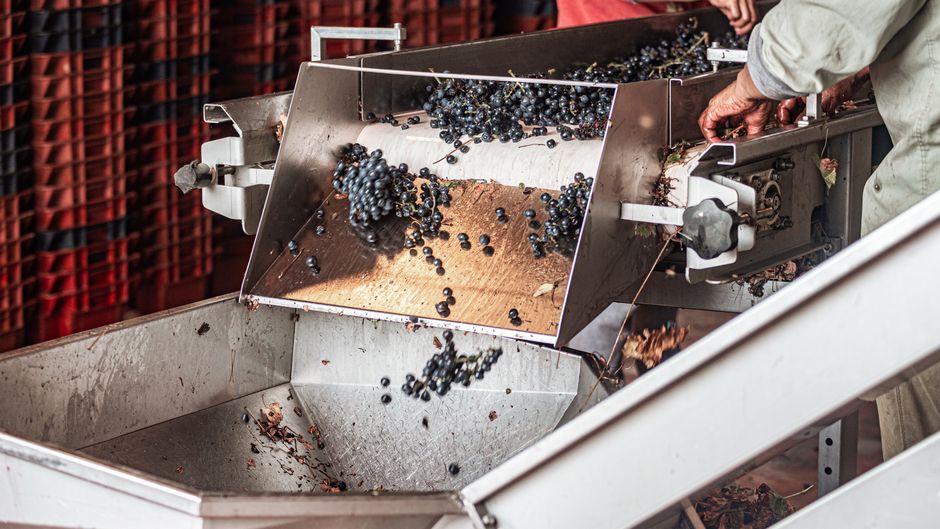 Uvas recién vendimiadas en una bodega de la Toscana